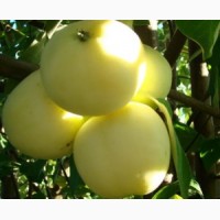 Продаем яблоки со своего сада - Снежный Кальвиль, Зимнее Лимонное