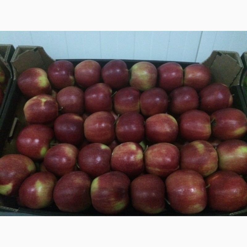 Фото 4. Продам яблука оптом у великій кількості