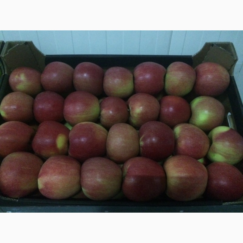Фото 5. Продам яблука оптом у великій кількості