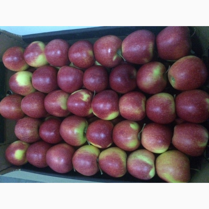 Фото 7. Продам яблука оптом у великій кількості