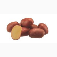 Продам картофель посевной 1 репродукции