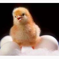 Продам добові курчата Іспанка-голошийка, Мастер Грей, Росс-308