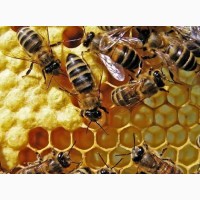 Продам пчелосемьи вместе с ульями СРОЧНО