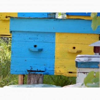 Продам бджолопакети, бджолосім#039;ї 2019 з власної пасіки