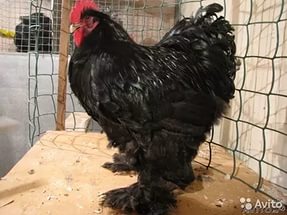 Фото 2. Продам цыплят Брамма светлая и Джерсийский гигант = 40 гривен шт. г. Днепр АНД р-н