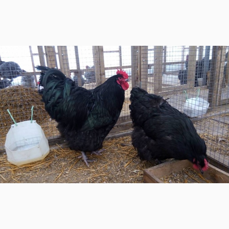 Фото 4. Продам цыплят Брамма светлая и Джерсийский гигант = 40 гривен шт. г. Днепр АНД р-н