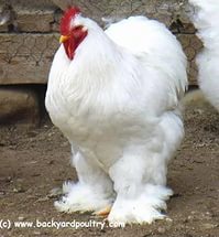 Фото 3. Продам цыплят Брамма светлая и Джерсийский гигант = 40 гривен шт. г. Днепр АНД р-н