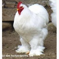 Продам цыплят Брамма светлая и Джерсийский гигант = 40 гривен шт. г. Днепр АНД р-н