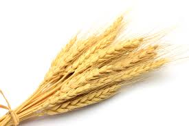 Фото 3. Купим пшеницу