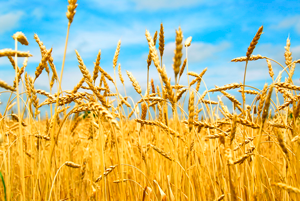 Фото 3. Купим пшеницу продовольственную и фуражную.Возможен самовывоз