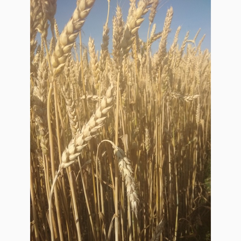 Фото 2. Озима пшениця