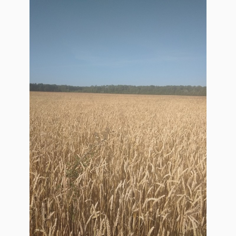 Фото 3. Озима пшениця