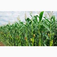 Гибрид Новий ФАО 330 семена кукурузы