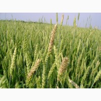 Посівний матеріал озимої пшениці КОЛОНІА (1репродукція)