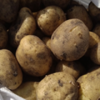 Продам товарну картоплю сорту Арізона, а також насіння Арізона