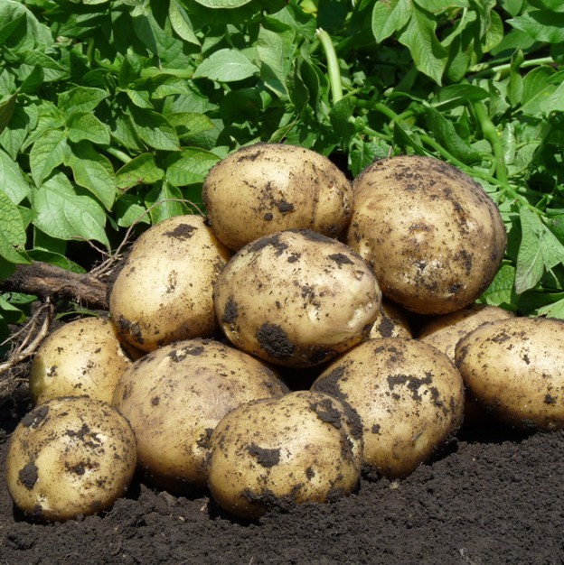 Фото 3. Продам оптом товарну картоплю сорту Арізона від виробника