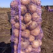 Фото 5. Продам оптом товарну картоплю сорту Арізона від виробника