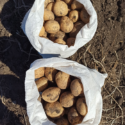 Фото 2. Продам оптом товарну картоплю сорту Арізона від виробника