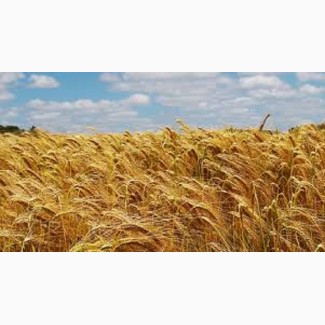 Семена озимой пшеницы МАТТУС Германия