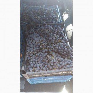 Продам виноград Молдова, до 10т/день