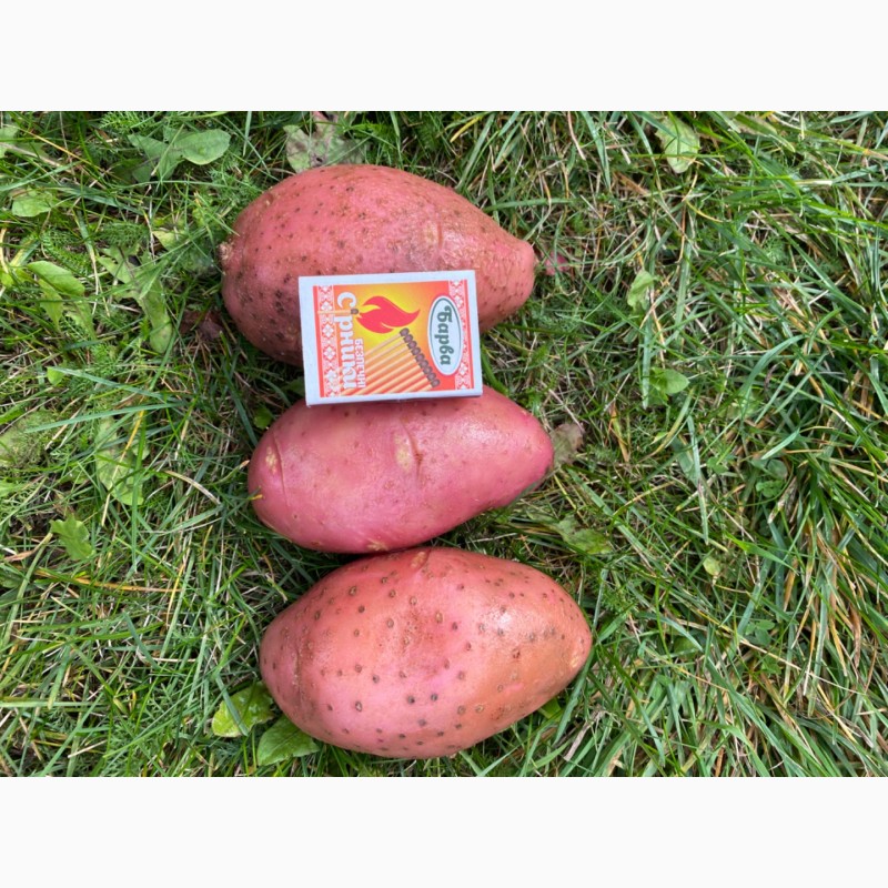 Фото 2. Продаж продовольчої картоплі