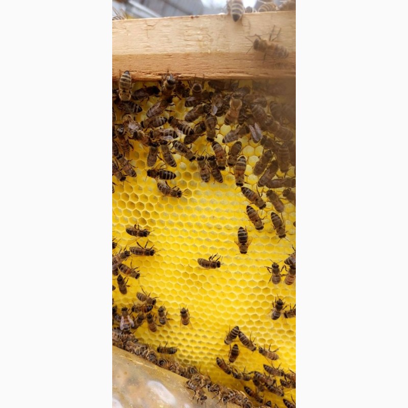 Фото 3. Продаю бджолосім#039;ї, бджолопакети