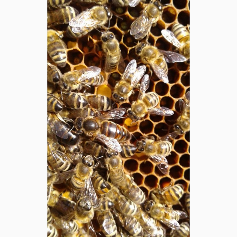 Фото 4. Продаю бджолосім#039;ї, бджолопакети