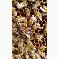 Продаю бджолосім#039;ї, бджолопакети