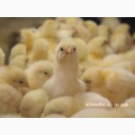 Продаем комбикорма для всех видов птицы (Польское качество)
