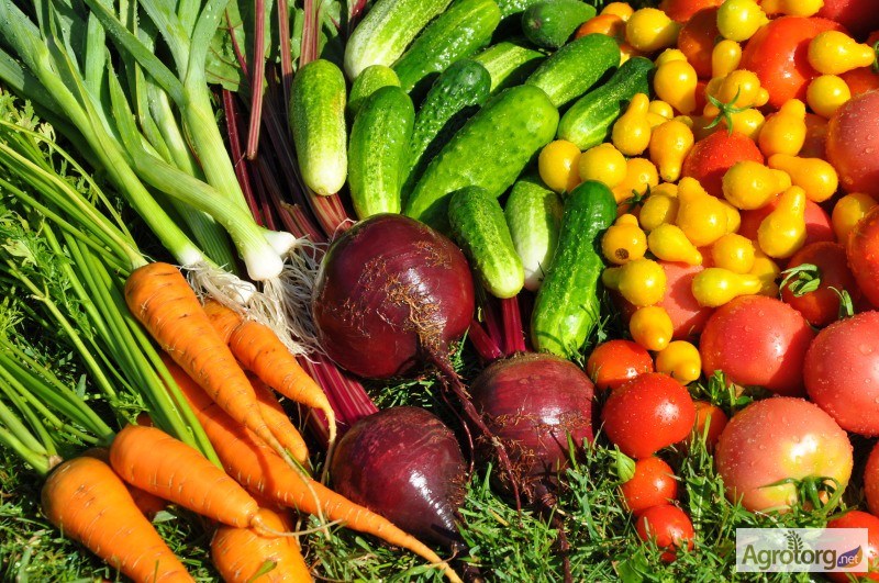 Фото 3. Предлагаю крупным оптовикам семена овощей и зелени от производит