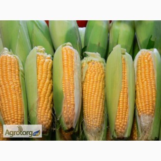 Гибрид кукурузы Оржица 237 МВ