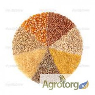 На постоянной основе закупаем кукурузу, семечку, рапс, пшеницу, сою по Винницкой обл