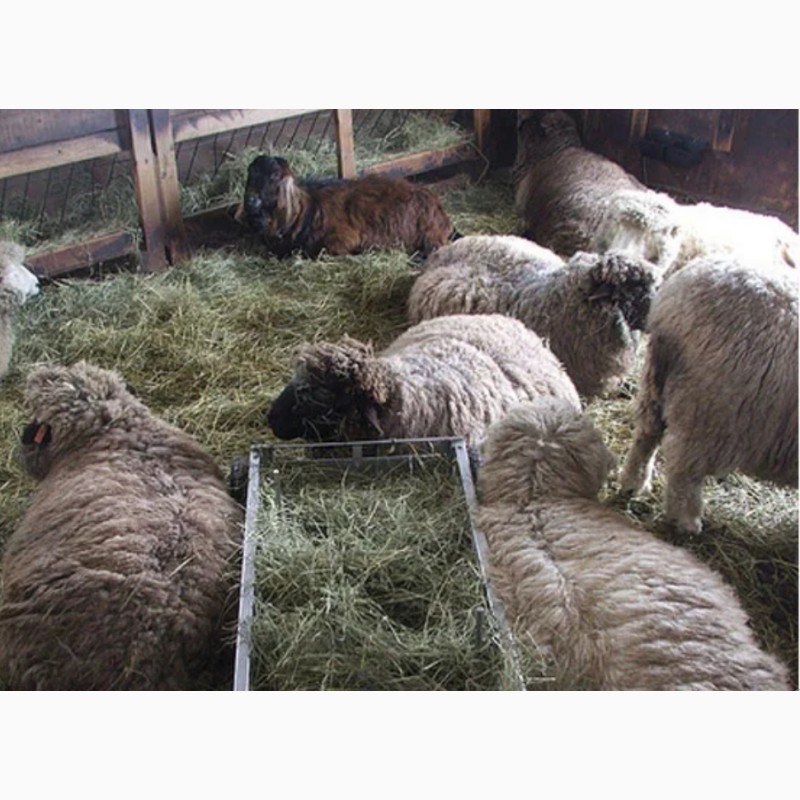 Фото 2. СЕНО для КРС, овец, лошадей с бесплатной доставкой