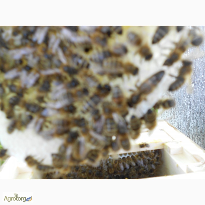 Фото 3. Продам бджолопакети карпатки