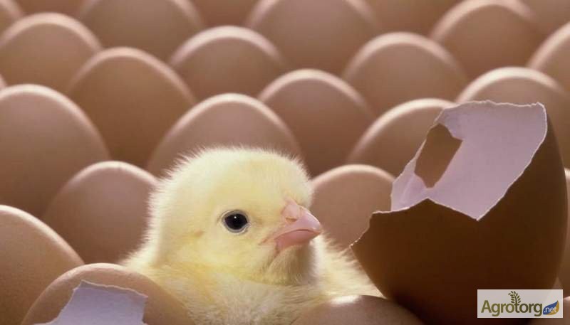Фото 6. Продам Яйцо инкубационное куриное - Фокси Чик (Foxy Chick)