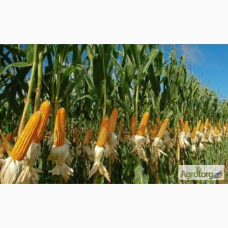 Семена кукурузы SG29N68