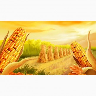 Принимаем сельхозпродукцию по всем регионам Украины (Кукурузу)