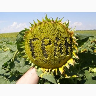 Карат насіння гібриду соняшнику( новинка від НК «Гран»)