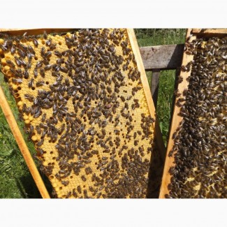 Продам від 200 до 300 бджолиних відводків