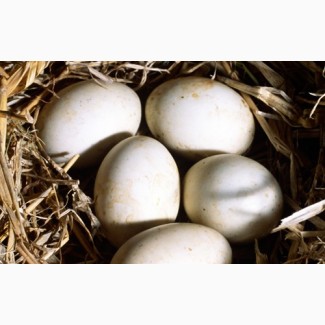 Купить элитные инкубационные яйца уток Мулард