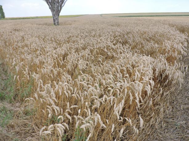 Фото 2. Канадская трансгенная пшеница толедо/toledo. Семина
