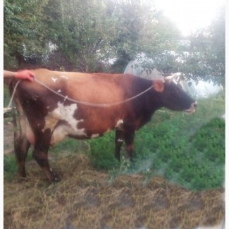 Продам корову тільну червоно-рябу