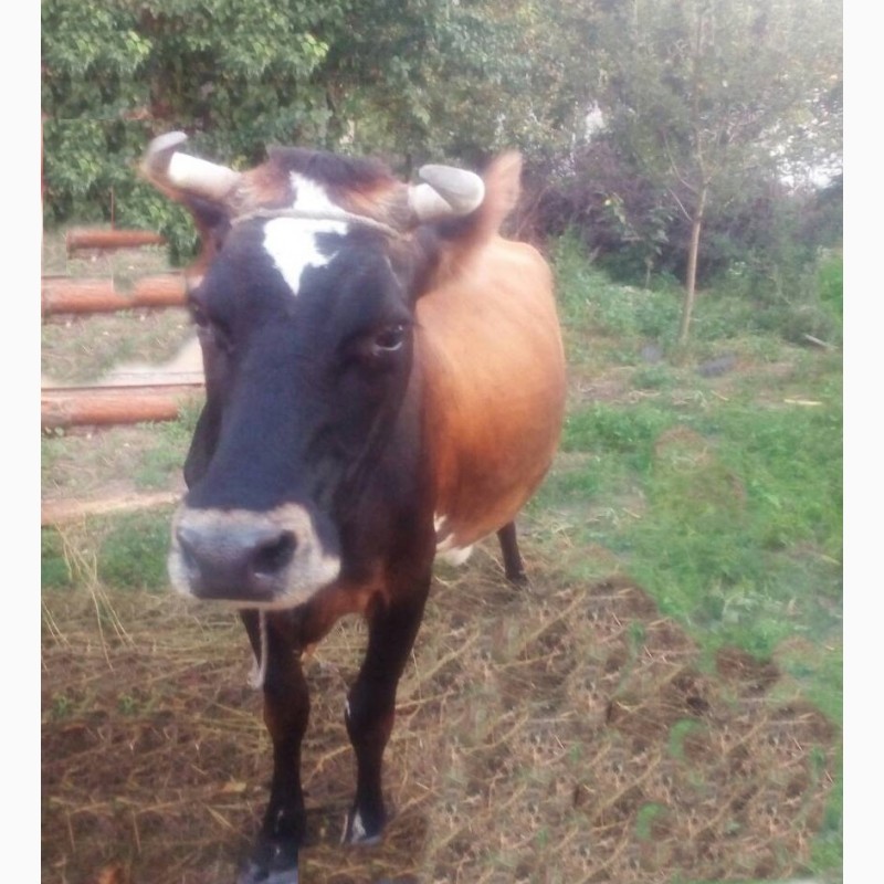 Фото 3. Продам корову тільну червоно-рябу