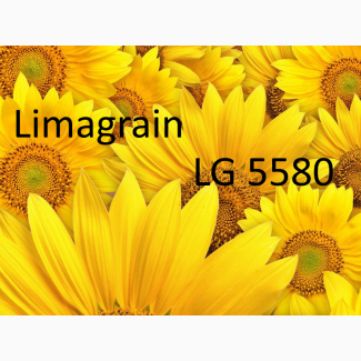 Насіння соняшника LIMAGRAIN ЛГ 5580