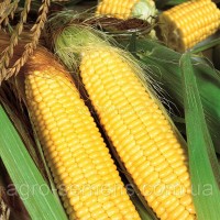 Семена кукурузы СИМОНА ФАО-360