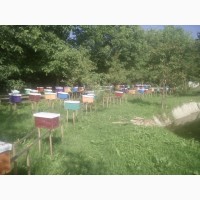 Бджоломатки карпатки вучківського типу 2020