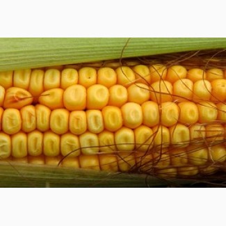 ВН 63 кукурудза - посівний матеріал