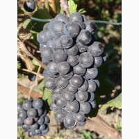 Продажа саженцев технического(винного) винограда Пино Нуар в г.Сумы