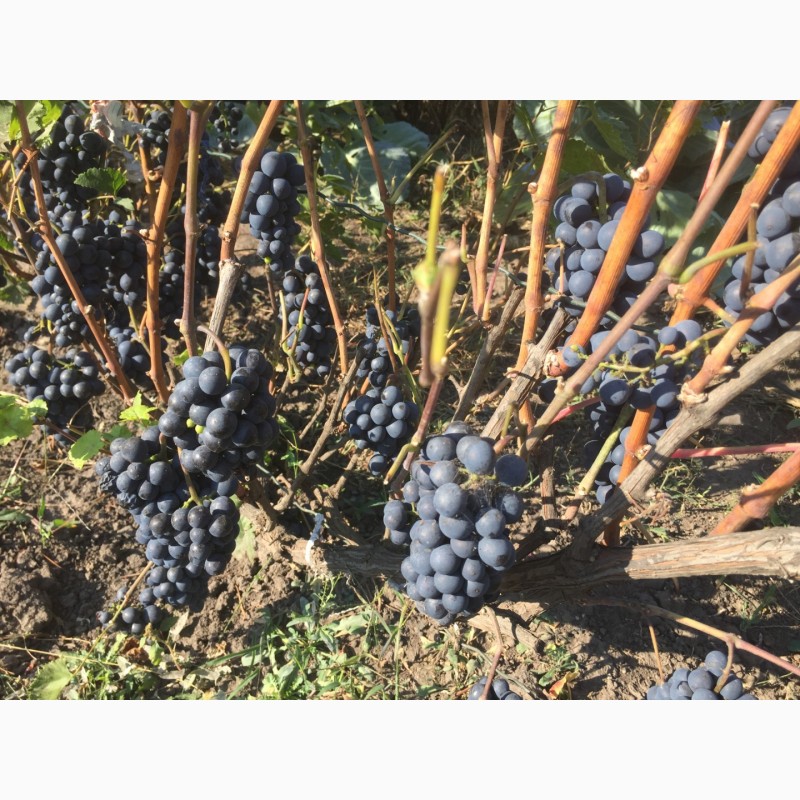 Фото 2. Продажа саженцев технического(винного) винограда Пино Нуар в г.Сумы