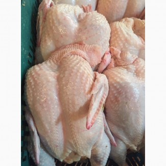 Продаём тушку курица бройлер 1 категории (1.8-2.2 кг)